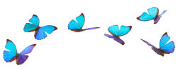 butterflies